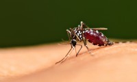 DEET: It’s Not as Effective As you Think!