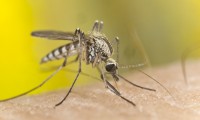 Malaria Outbreak In Greece: Worry Of Re-Establishment