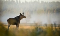 Case of Mad Moose Disease Discovered in Alberta