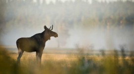 Case of Mad Moose Disease Discovered in Alberta