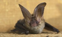 White-Nose Syndrome Hits P.E.I. Bat Population
