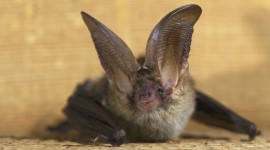 White-Nose Syndrome Hits P.E.I. Bat Population