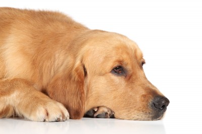kidney disease in golden retrievers is your pet showing symptoms of lyme disease activebeat kidney disease in golden retrievers is your pet showing symptoms of lyme disease activebeat