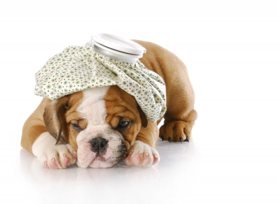 Natural Cures For Swollen Lymph Nodes In Dogs Natural Cures For Swollen Lymph Nodes In Dogs