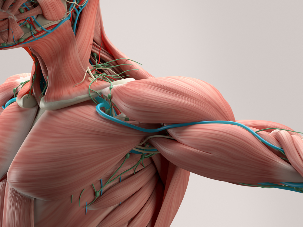 Anatomia muscular humana pdf