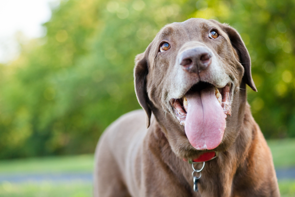 Brucellosis in Dogs: 12 Symptoms and Treatments | ActiveBeat Brucellosis In Dogs