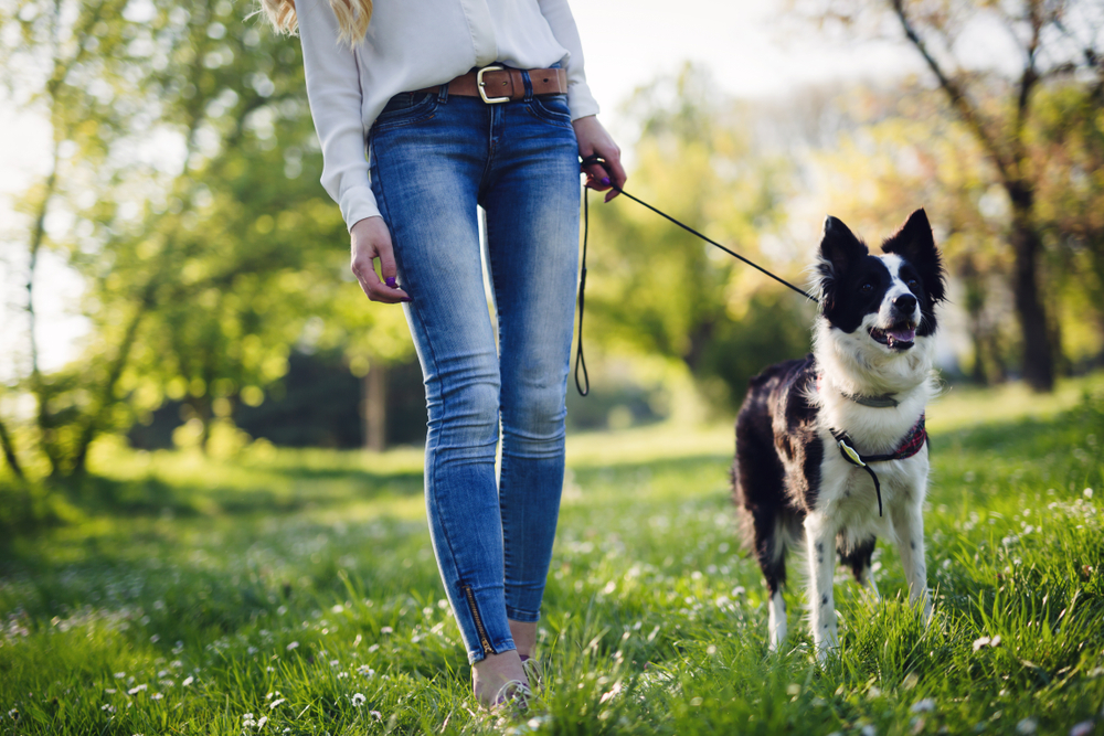 Important Reasons To Walk The Dog ActiveBeat Your Daily Dose Of 